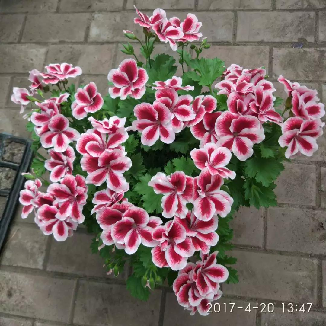 10种天竺葵,天竺葵100种图片大全