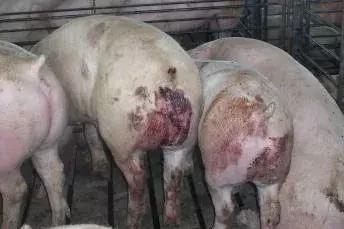 猪回肠炎和增生性肠炎区别,猪增生性回肠炎打什么针最好