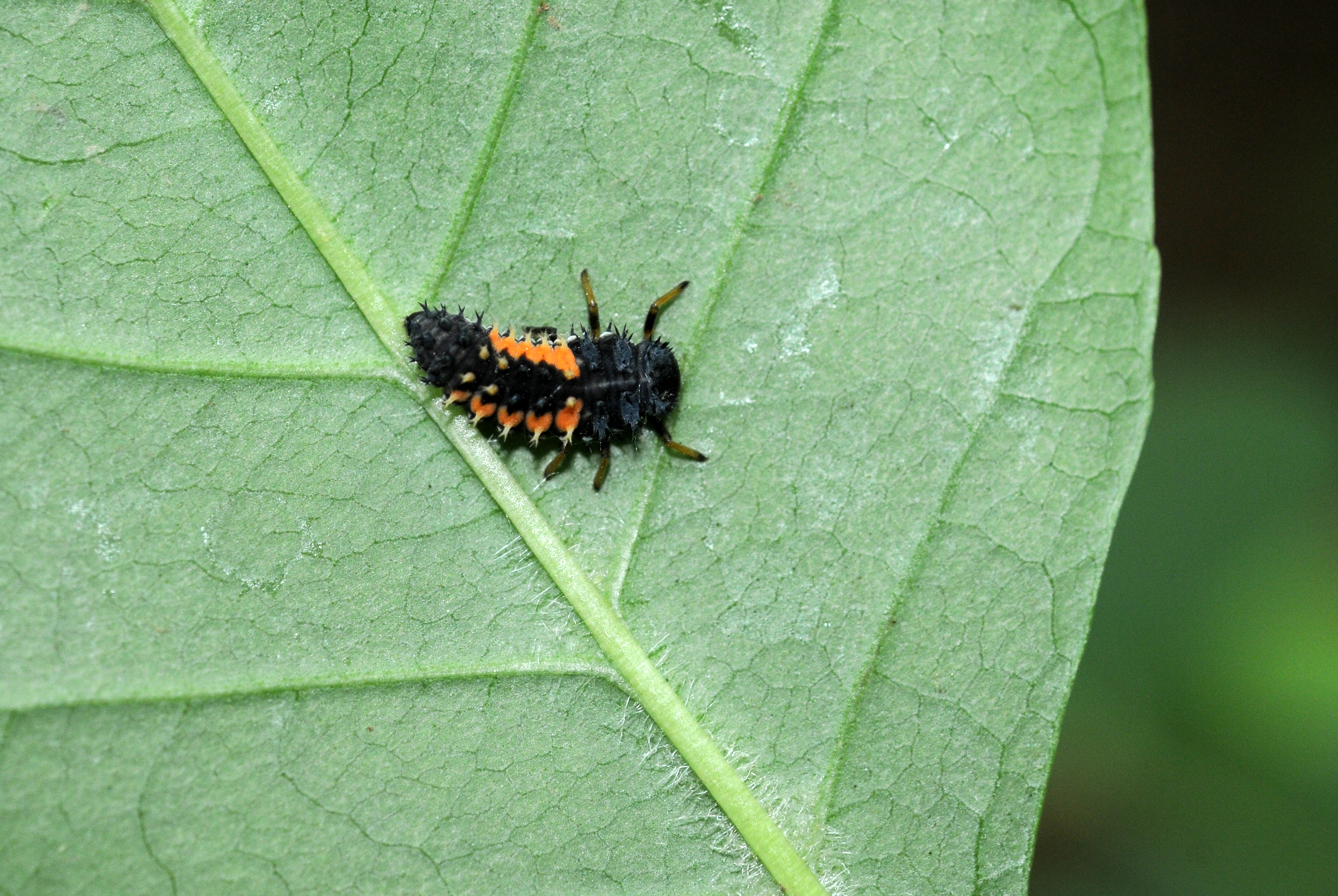 异色瓢虫和四星瓢虫,异色瓢虫与瓢虫的区别