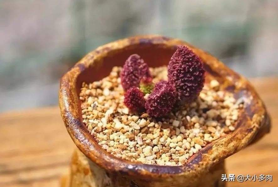 水泡海豹和粉海豹,水泡海豹种类大全大图