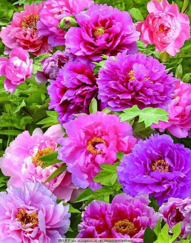 古今贤文牡丹赋,历代牡丹诗赋