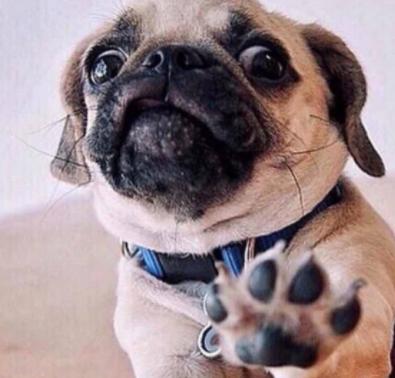 巴哥犬好养吗有什么优缺点,巴哥犬好养吗优缺点是什么