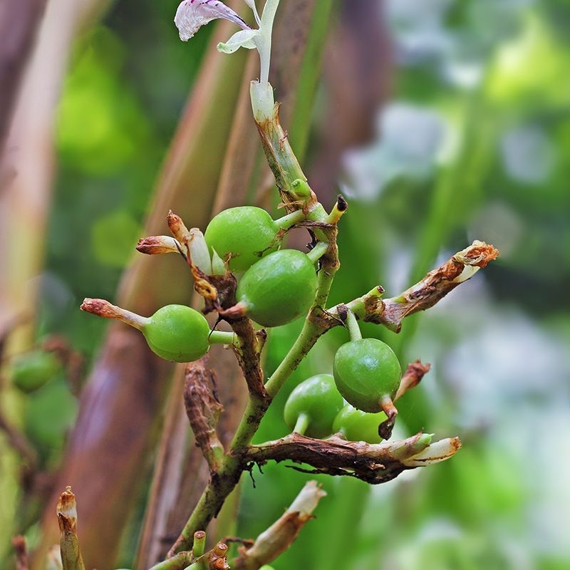 中药古今研究,中药里说的豆蔻就是白豆蔻