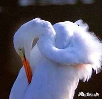 澶х編鏃犳瀬楂樻竻鐩存挱,澶х編鏃犳瀬