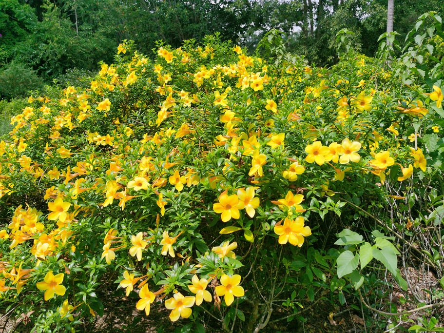 西双版纳泼水节野象谷,西双版纳旅游野象谷全攻略