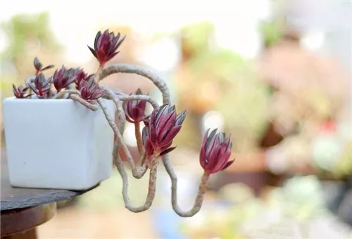 多肉老桩速成法根本用不了三五年,多肉怎么养成老桩小技巧