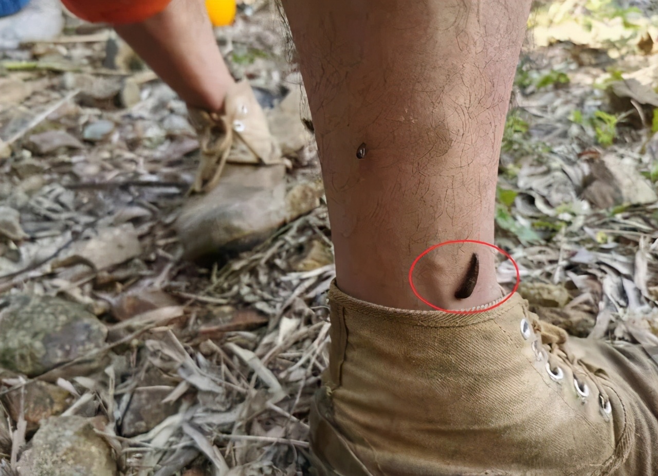 水蛭吃进肚子,水蛭被蚯蚓吞掉