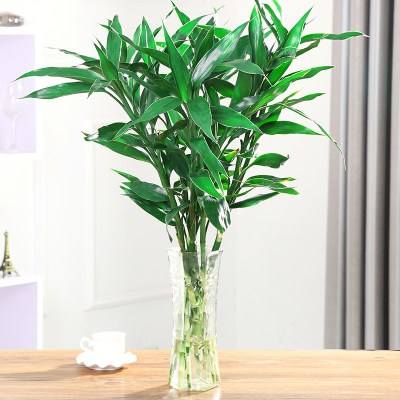 富贵竹怎么养才不黄叶能更旺盛,富贵竹怎么养才能更旺盛小技巧