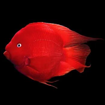 买回来的鱼如何饲养更长时间,刚买回来的鱼要怎么去养