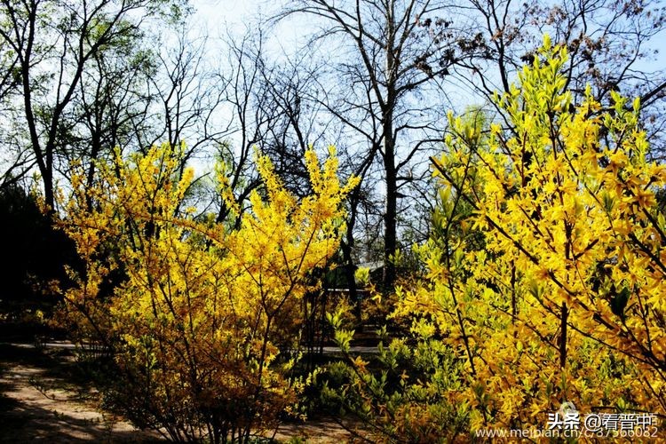 山西农大美丽的校园,山西农大校园风光