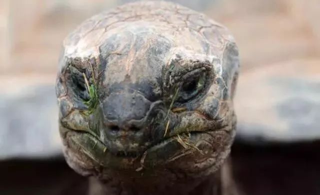 好罕见！野生乌龟捕食雏鸟，一口咬死为什么草食动物开始吃肉了？