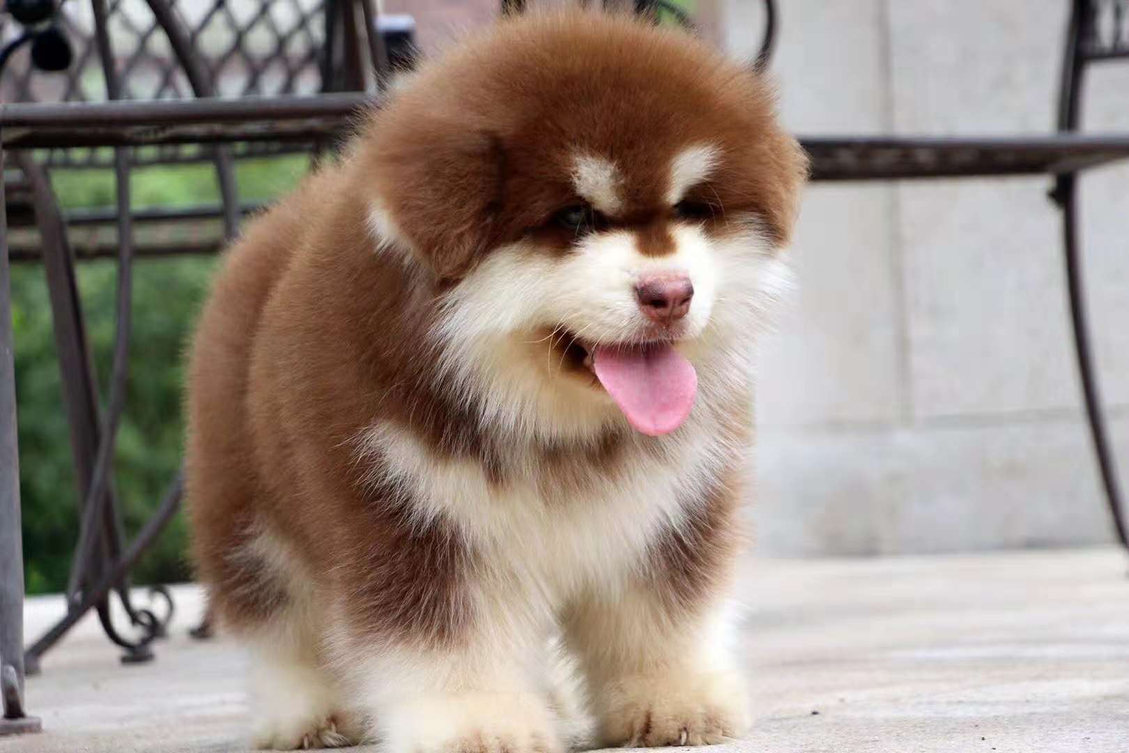 fci犬分组,fci十大组别