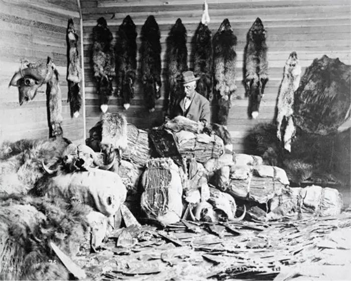 河狸皮毛的优点,河狸皮毛十分名贵