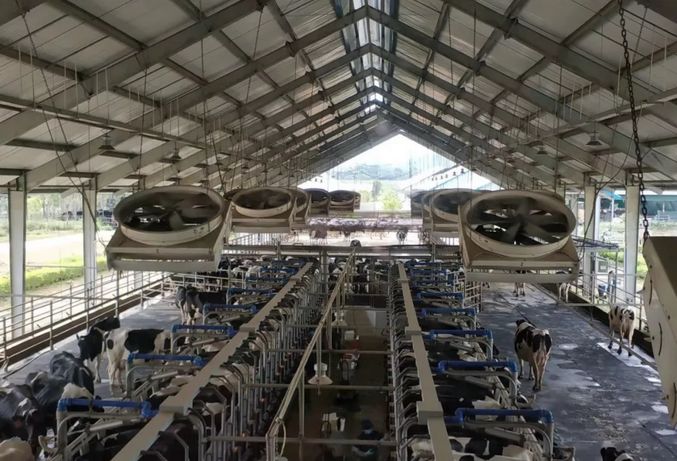 风靡香港79年，连续获得本土牛奶品牌销冠，今天带你解密维记牛奶