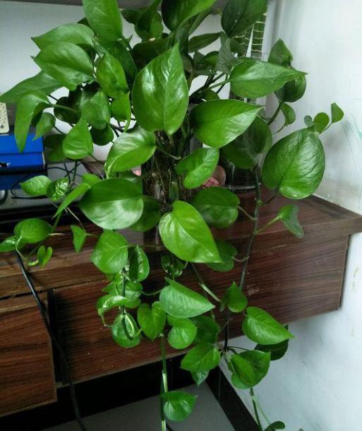 养绿萝不黄叶的方法,绿萝多久浇一次水如何养