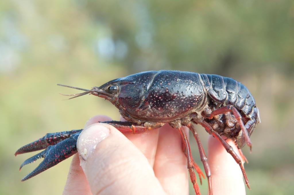 吃太多油腻的小龙虾怎么补救,十三香小龙虾升级版馋神龙虾