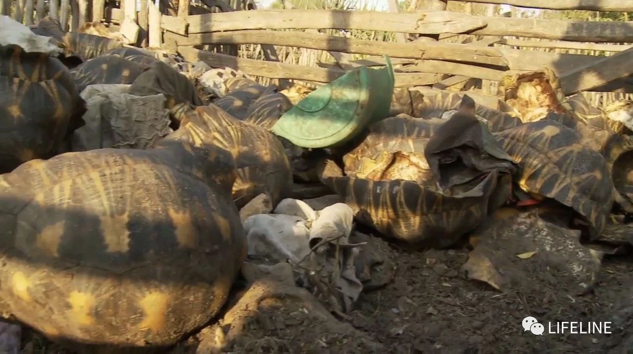 龟中“考拉”，请别让我们的孩子在博物馆见到它们...