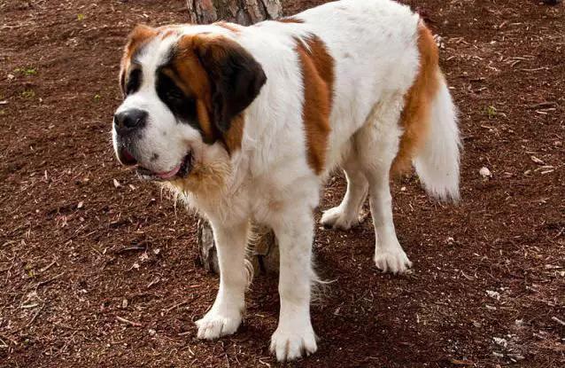 推荐各种狗狗的类型,10种有型罕见的狗狗