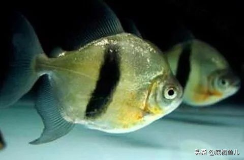 银板鱼和食人鱼哪个好养,粗线银板鱼是食人鱼吗