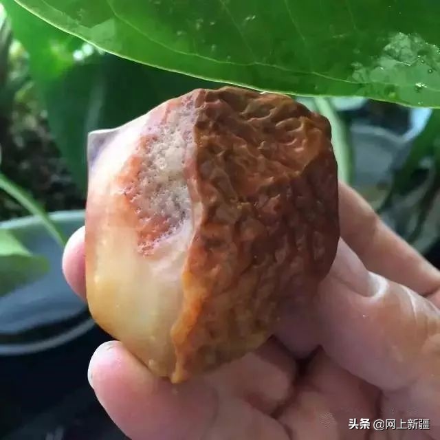 戈壁滩上的宝贝,新疆戈壁沙漠上的宝贝