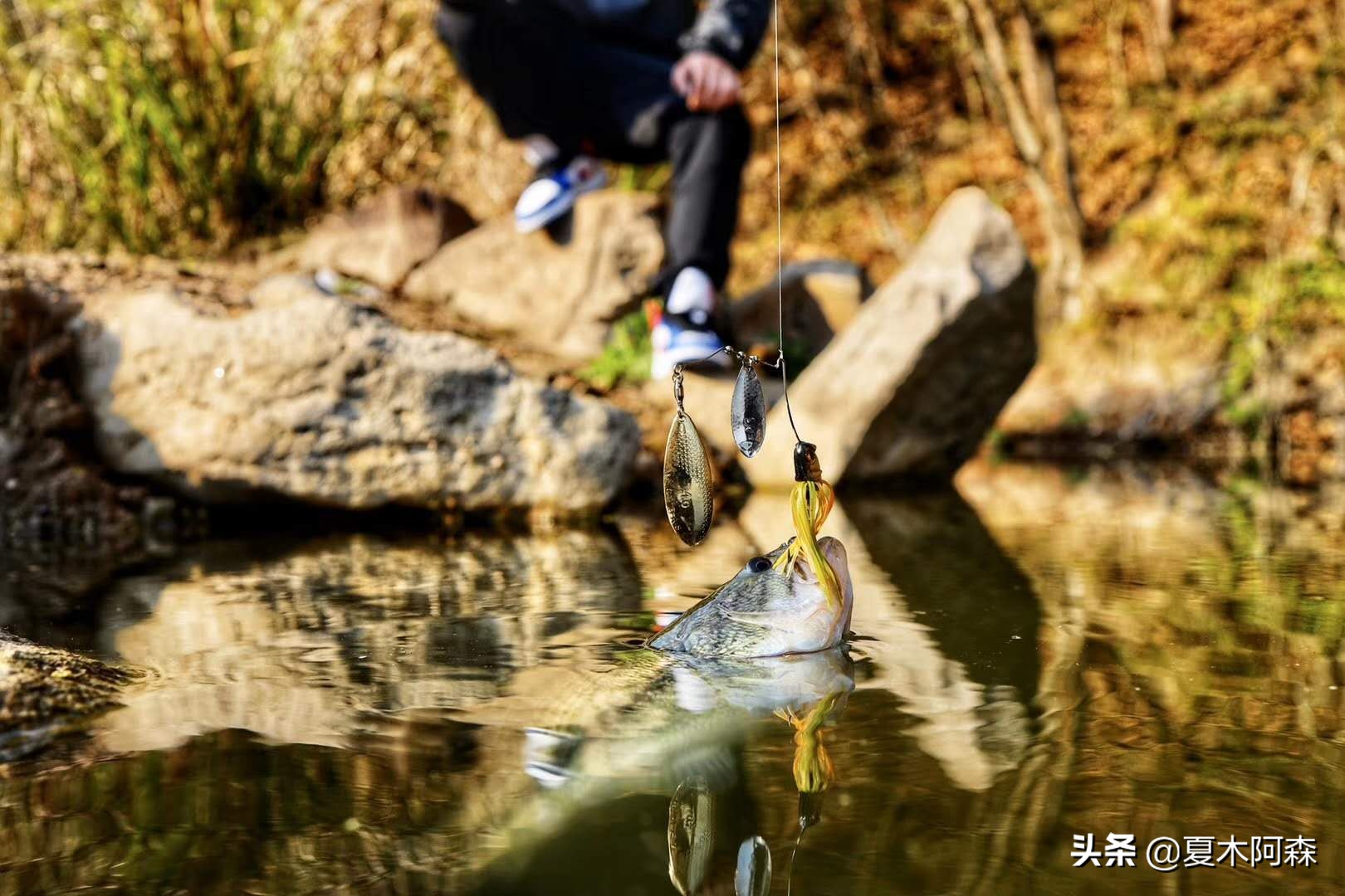 路亚不知道钓什么鱼用什么饵,路亚新手不会打前导怎么办