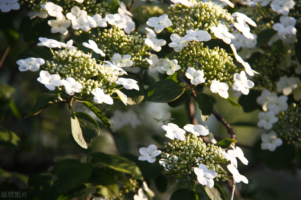 那些令人赞叹的庭院花卉,5种庭院生活方式的花卉