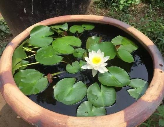 带芯的干莲子可以种出来莲花么,一颗莲子