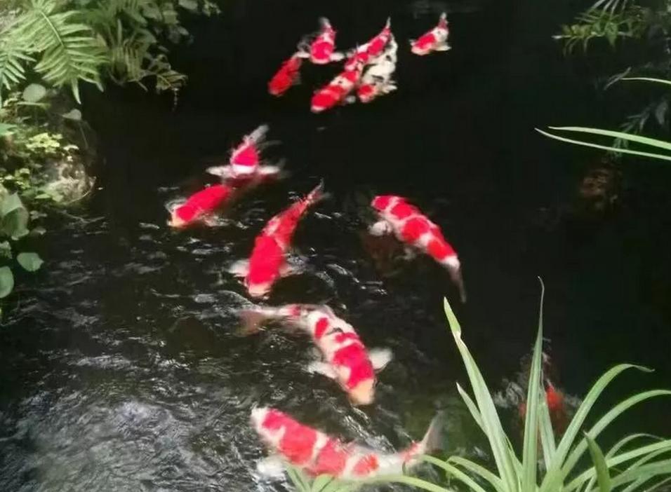 平!安!夜!关于硝化细菌最详细的贴子,需要你来点赞!