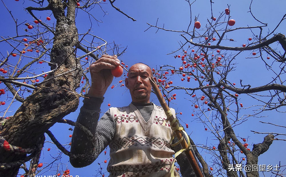 高树上的柿子怎么采摘,柿子在树上摘下来怎么弄才好吃