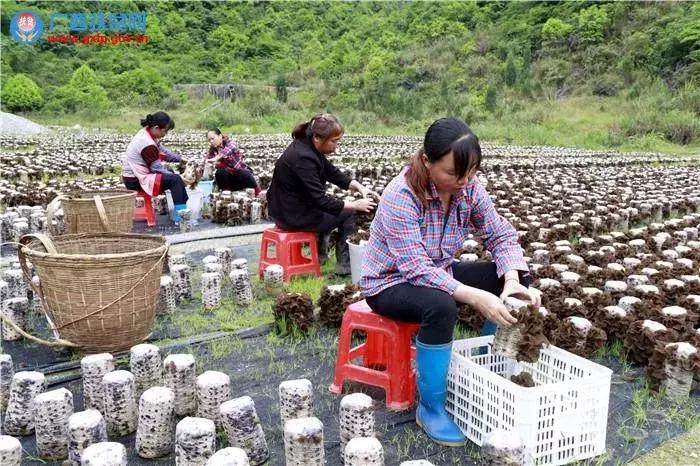 广西财政奖补政策,广西4地市获补助1亿元