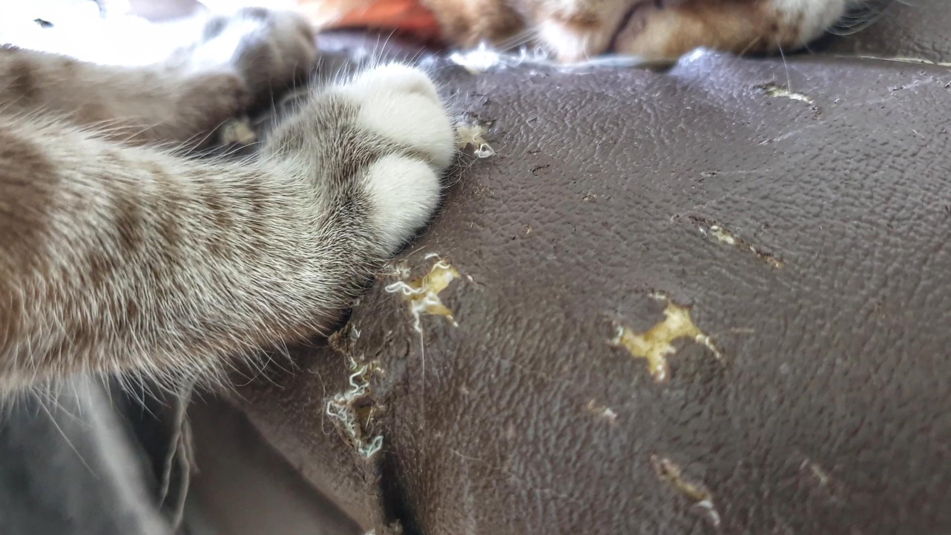 猫咪晚上挠柜子怎么处理,猫咪一直挠被子怎么办