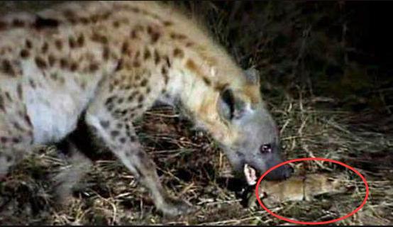 狮子发现一只小鬣狗,小鬣狗被带出洞穴