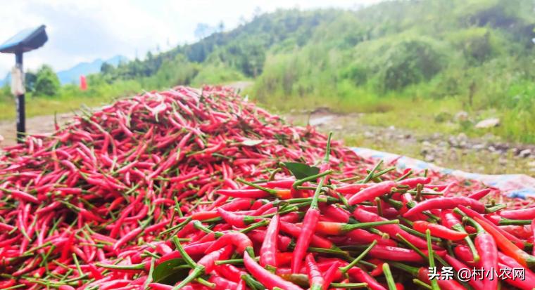 农村种植什么赚钱不愁销路,农村最赚钱的种植创业项目有哪些