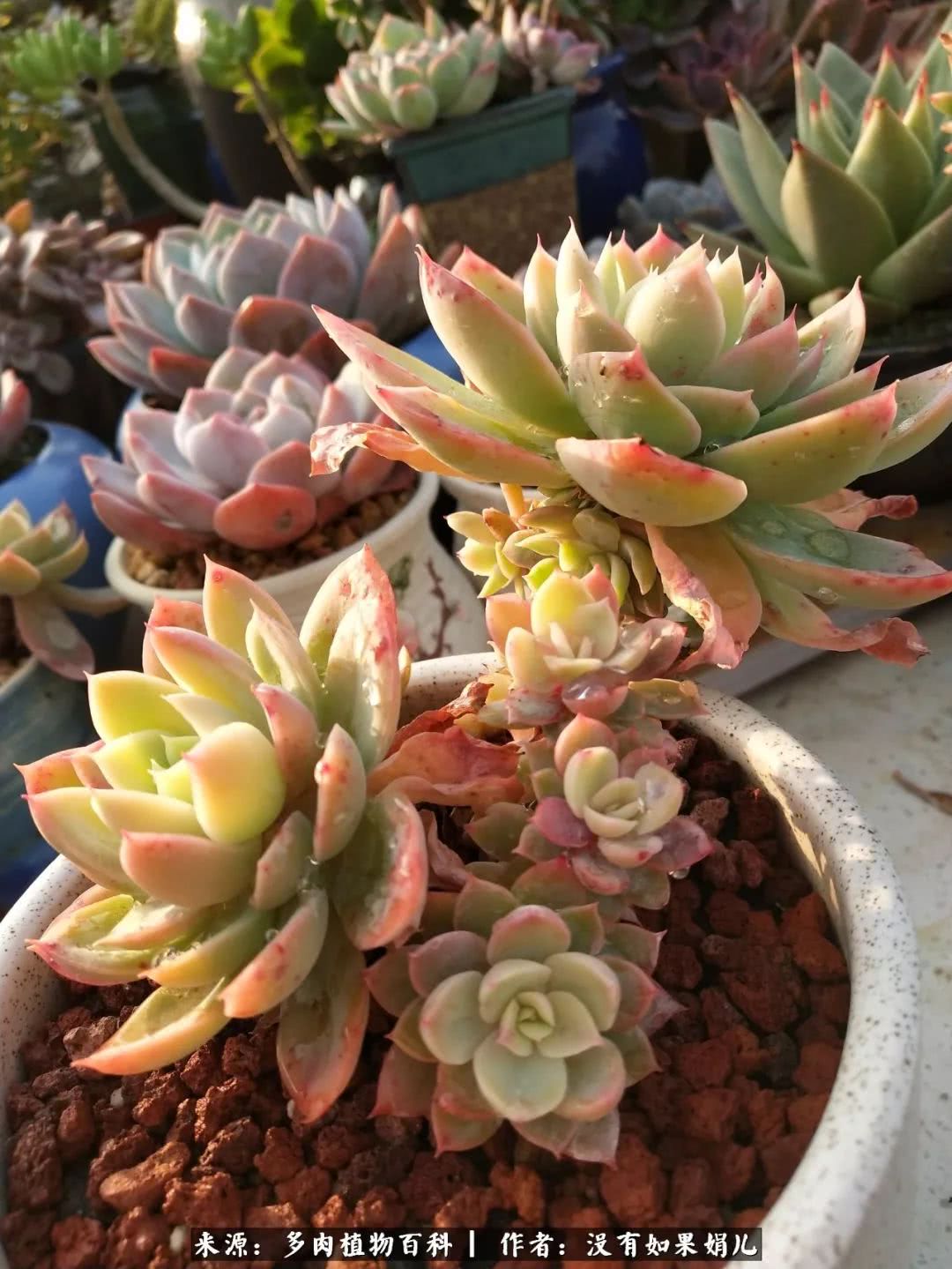 明人不说暗话，我为多肉而来！