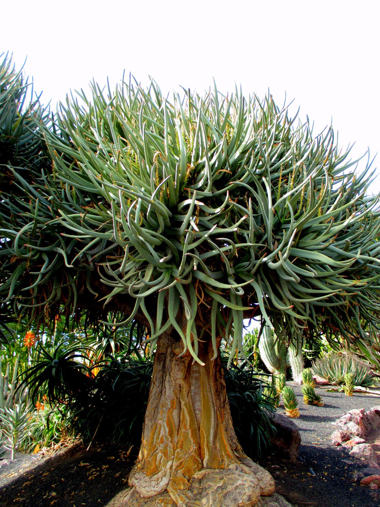 哪一种芦荟长得最矮又好养,最好养的芦荟排名