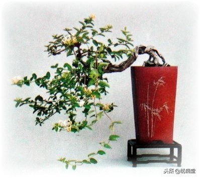 丛林式盆景欣赏,盆景欣赏及制作