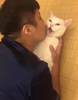 不要随便亲猫的后果,强行亲猫