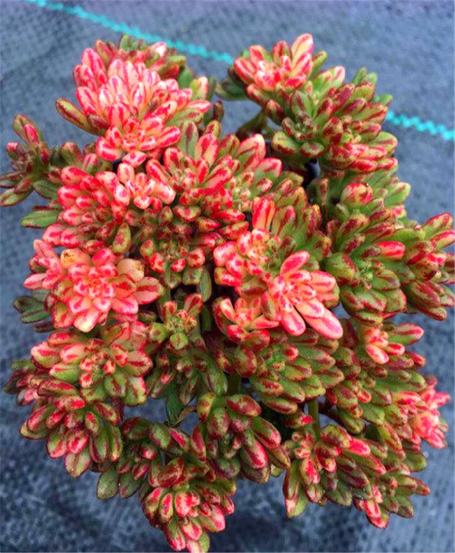 会爆盆的小多肉,多肉小人祭开花