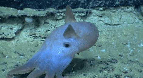 科学家发现喉咙深处有个神秘器官,巨型章鱼的肚子里长啥样