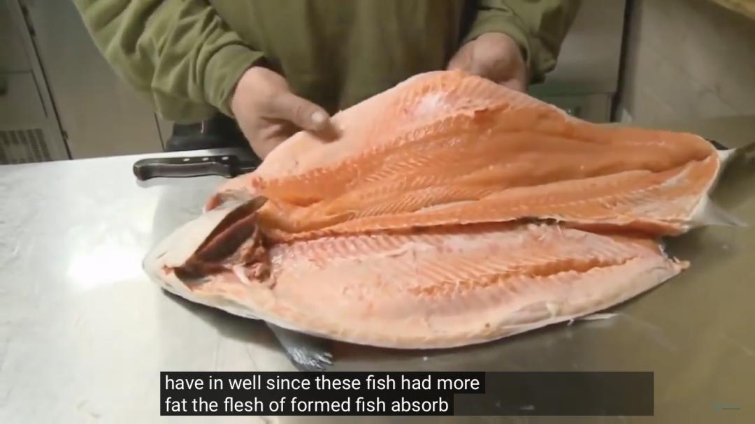 外媒曝光了挪威三文鱼养殖真相吗,最毒的深海三文鱼