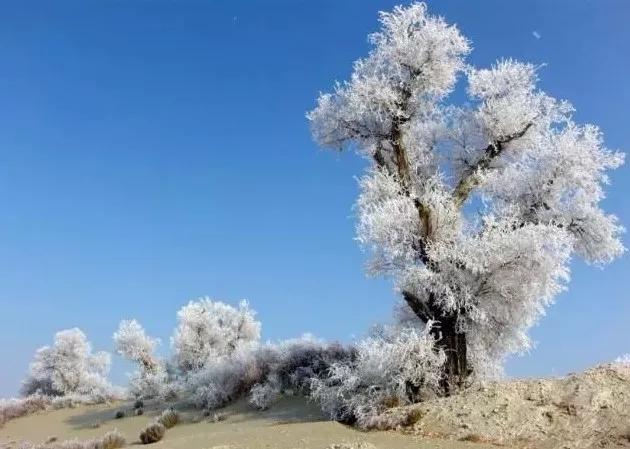 此生必去看一次雾凇太美了,此生必去看一次雾凇简直要美哭了