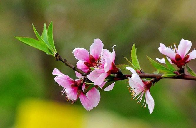 【诗词鉴赏】春风十里桃花灼灼我在诗词的世界里等你！