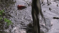 臭水塘变清水塘,臭水塘改造成景观