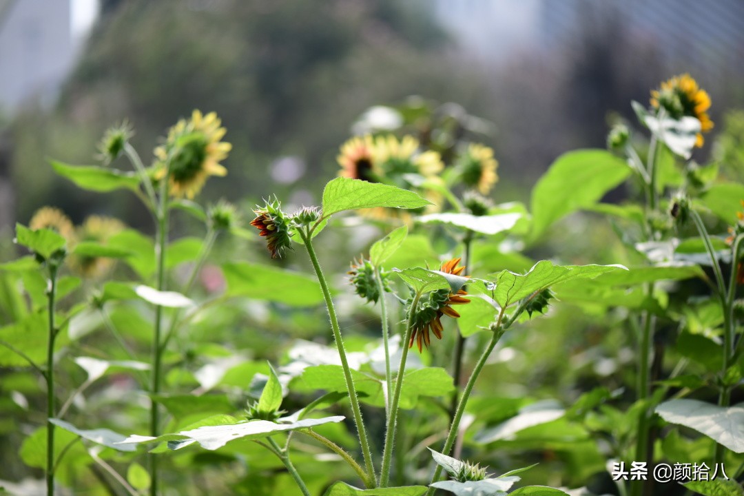 这个夏天我在花园里种向日葵|园丁