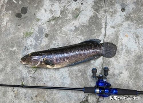 野河路亚钓黑鱼绝密技巧,藕塘路亚黑鱼的钓法和技术