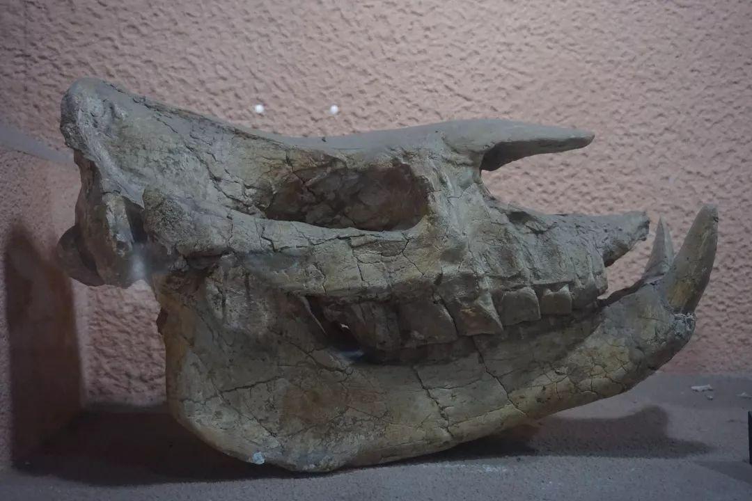 我国发现奇异福建龙化石在哪里,云南发现奇异罗平龙化石