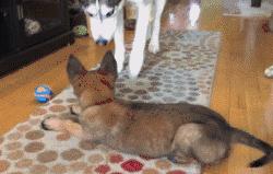 在狗市挑一只双血统马犬,小马犬怎么挑好的狗粮呢