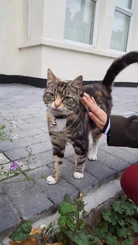 卑微的两脚兽，欢迎来到喵星人的世界