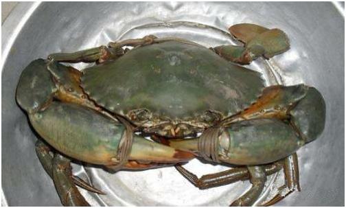 看图识海鲜，这些水产海鲜你都认识吗？