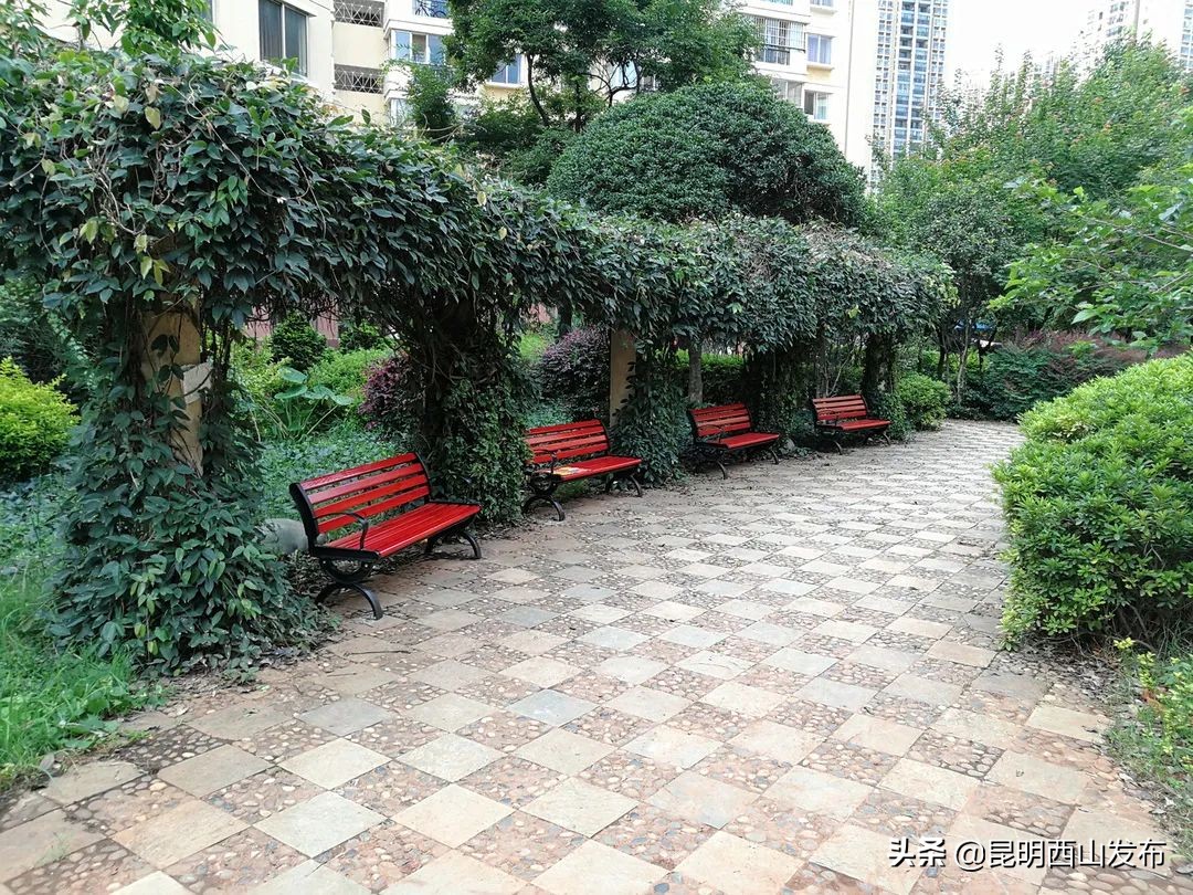 社区党员学党史活动特色,社区学党史做先锋党员